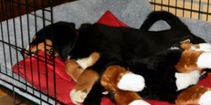 Beitragsbild des Blogbeitrags Laurin ist scheinbar mit seinem neuen Zuhause zufrieden 