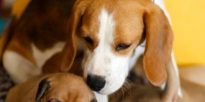Beitragsbild des Blogbeitrags Genetik