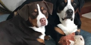 Beitragsbild des Blogbeitrags Die Zwei