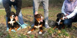 Beitragsbild des Blogbeitrags Die Swissy‘s erobern den Norden