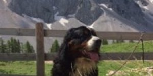 Beitragsbild des Blogbeitrags Veiti wird Papa