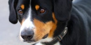 Beitragsbild des Blogbeitrags Hund in Not
