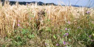 Beitragsbild des Blogbeitrags Bei mir daheim – ein sonniger Tag 