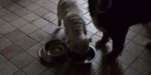 Beitragsbild des Blogbeitrags Lily