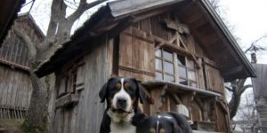 Beitragsbild des Blogbeitrags Der Wachhund als Schutz vor Einbrechern