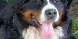 Beitragsbild des Blogbeitrags Wer gewinnt die Show?