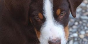 Beitragsbild des Blogbeitrags Neues Familienmitglied