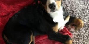 Beitragsbild des Blogbeitrags Hildegard hat alles im Griff