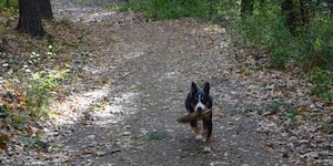 Beitragsbild des Blogbeitrags Agnita und Esher