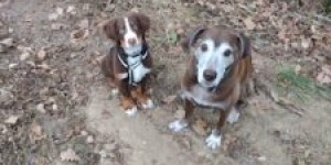 Beitragsbild des Blogbeitrags Marley ein toller Hund 