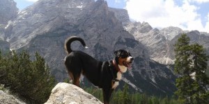 Beitragsbild des Blogbeitrags Gratulation zur Junghundeprüfung II !