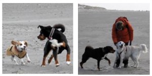 Beitragsbild des Blogbeitrags Urlaubsbericht von Frida, unserem lieben Swissydog