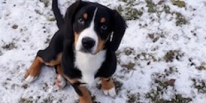 Beitragsbild des Blogbeitrags Otello
