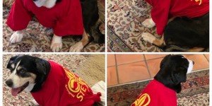 Beitragsbild des Blogbeitrags Pfadfinder Hund statt Pfadfinder Hut 