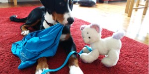 Beitragsbild des Blogbeitrags HALBJAHRESBERICHT, MONA 9.8.18