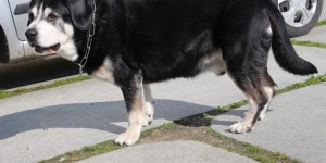 Beitragsbild des Blogbeitrags Sie/er wird halt alt! – Altersbedingte Vernachlässigung bei Hund und Katze (Teil 1)