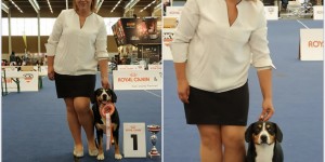 Beitragsbild des Blogbeitrags European Dog Show und Aurtrian Winner Show in Wels