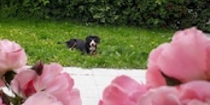 Beitragsbild des Blogbeitrags Otello