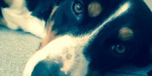 Beitragsbild des Blogbeitrags Bellas erstes Lebensjahr