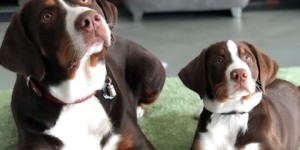 Beitragsbild des Blogbeitrags Bild von Haley & Ciwi
