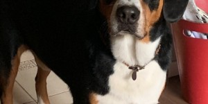 Beitragsbild des Blogbeitrags Fritz 2019 hat einen Messing Anhänger bekommen.