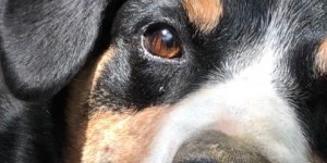 Beitragsbild des Blogbeitrags Hund in Not sucht neues Zuhause