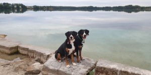 Beitragsbild des Blogbeitrags Akira und Kimba