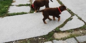 Beitragsbild des Blogbeitrags Neues Zuhause von Sky und Samara