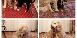 Beitragsbild des Blogbeitrags Wie schön, wenn ein Welpe einen erfahrenen Erzieher um sich hat