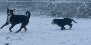 Beitragsbild des Blogbeitrags Der erste Schnee 