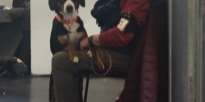 Beitragsbild des Blogbeitrags Internationale Hundeausstellung – Wels und Kassel im Dezember 2019