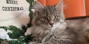Beitragsbild des Blogbeitrags Kater-chen