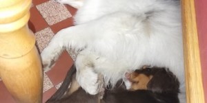 Beitragsbild des Blogbeitrags Kimba hat einen 4beinigen Pelz zum Kuscheln