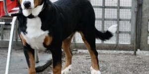 Beitragsbild des Blogbeitrags Bärli sucht ein neues Zuhause