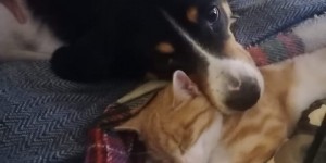 Beitragsbild des Blogbeitrags Hund und Katze – wie vertragen sich die ?