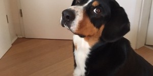 Beitragsbild des Blogbeitrags Geburtstagspost von Toni 