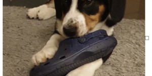 Beitragsbild des Blogbeitrags Flecki und sein neues Zuhause