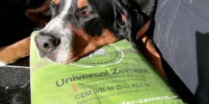 Beitragsbild des Blogbeitrags Hunter ist 7 Jahre 26.3.2013