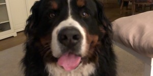 Beitragsbild des Blogbeitrags Veit von den Gänsewiesen