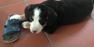 Beitragsbild des Blogbeitrags Mein Schlapfen