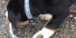 Beitragsbild des Blogbeitrags Der Hufschmied war da