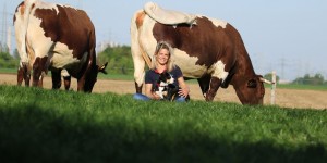 Beitragsbild des Blogbeitrags Eine Österreichische Rasse, die Pinzgauer Rinder 