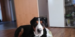 Beitragsbild des Blogbeitrags Janosch GSS Rüde ist im Hundehimmel