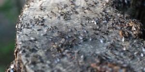 Beitragsbild des Blogbeitrags Heute ist Weltbienentag