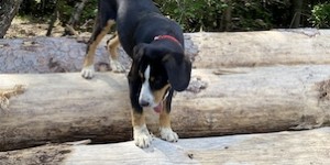 Beitragsbild des Blogbeitrags Hunde helfen gegen soziale Isolation