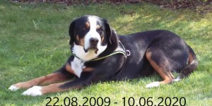 Beitragsbild des Blogbeitrags Paco von den Gänsewiesen ist im Hundehimmel 