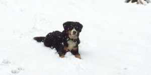 Beitragsbild des Blogbeitrags erster Schneespaziergang