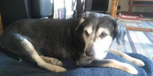 Beitragsbild des Blogbeitrags Maja von den Gänsewiesen 2004 bis 2019