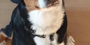 Beitragsbild des Blogbeitrags Ramses und Sammy von den Gänsewiesen 