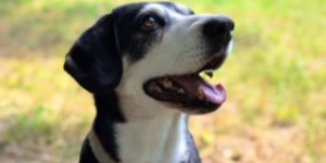 Beitragsbild des Blogbeitrags 15 Jahre „Zera von den Gänsewiesen“
